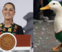 #Sheinbaum recibe al pato Merlín en la mañanera y lo usa como ejemplo de “humanismo”