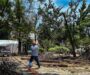 Gobierno de Oaxaca de Juarez prioriza el cuidado del arbolado del Paseo Juárez El Llano