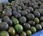 EU mantiene suspendida la exportación de aguacate en zona considerada bastión del Cártel de Los Reyes