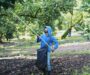 Aguacateros retoman exportaciones a EU, pero el miedo por la violencia persiste en Michoacán