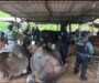 Desmantelan tres laboratorios clandestinos en Guerrero; aseguran más de 7.8 toneladas y 25 mil litros de precursores