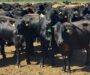 Industria cárnica pide al Congreso aumentar presupuesto para sanidad agroalimentaria en 2027