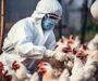 Detectan primer brote de gripe aviar H5N1 en visones de una granja de Utah y crece la preocupación por el riesgo sanitario